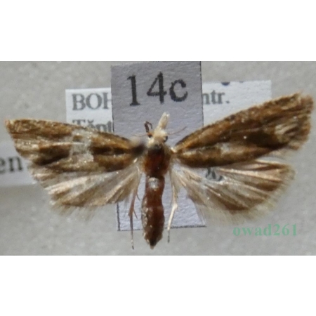 Eucosma hohenwartiana (Denis & Schiffermüller, 1775) Czech14c